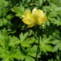 Trollius cultorum 'Alabaster'